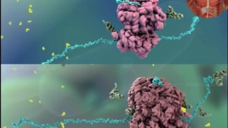 چرا ویروس ها از آنتی بیوتیک ها نمی میرند؟