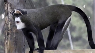 ۱۰ تا از گران قیمت ترین حیوانات جهان