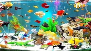 تزیین آکواریم برای شب عید - موج کره ای