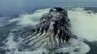 Allah Ki quadrat.flv