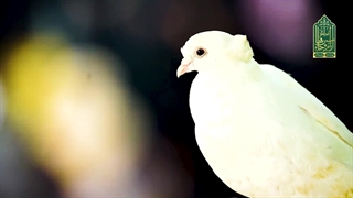 آرزویم پر کشیدن به گنبدِ حرم است ...