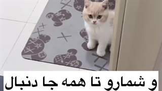 میدونستید گربه ها.....(عای قربونشون بشم منننن:))♥