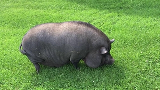 خوک شکم گل اطلسی دوست دارد چه بخورد؟