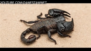 زندگی این جانور با سیاست چگونه می گذرد.