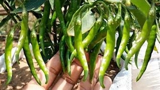 نحوه رشد تعداد زیادی فلفل