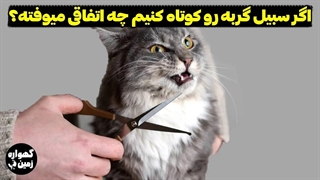 اگر سبیل های گربه رو کوتاه کنیم چه اتفاقی میوفته؟