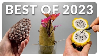 تایم لپس رشد ۴ ساله گیاهان در ۸ دقیقه