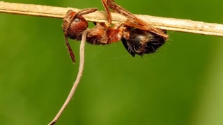 قارچ زامبی | بدترین شکنجه گر مورچه ها