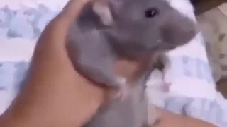 اومدم مختونو بزنم