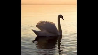 Emad Ram - Bahare man gozashteh shayad   عماد رام - بهار من گذشته شاید