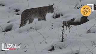 مشاهده نادر «شبح جنگل» در حال شکار در روز