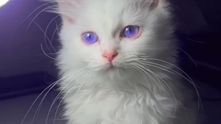 کلیپ از گربه چشم بنفش!
