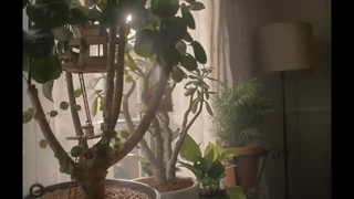 مارسل صدف کفش به پا