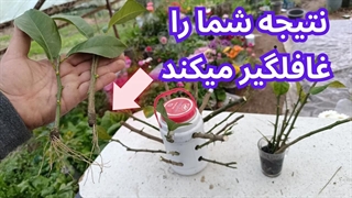 ریشه دار کردن شاخه مرکبات با این هورمون طبیعی و دست ساز