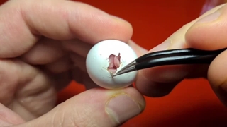 چسبیدن پوسته به بدن جوجه عروس هلندی/چطور جوجه را از پوسته جدا کنیم/کمک به هچ جوجه عروس هلندی/کاکاتیل