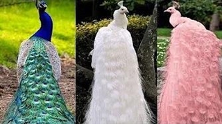 15 تا از زیباترین طاووس های جهان