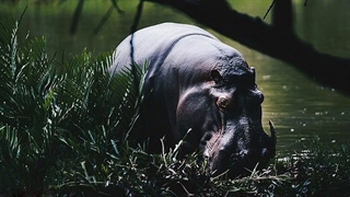 عجایب هفتگانه صوتی دنیا - اسب های آبی خندان در کنیا