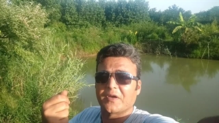 کاهوی وحشی برای درمان بی خوابی و مرفین طبیعی کجا پیدا میشود ؟