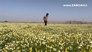 مزرعه بابونه آلمانی زرگیاه