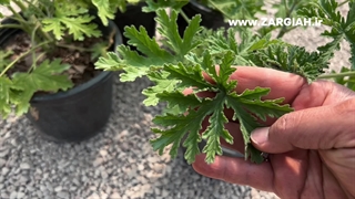 گلدان شمعدانی عطری _ ژرانیوم زرگیاه