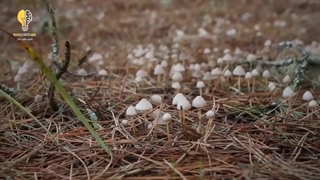 مرگبارترین سم های روی کره زمین: کشنده ترین ماده دنیا