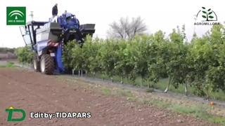 برداشت مکانیزه مرکبات