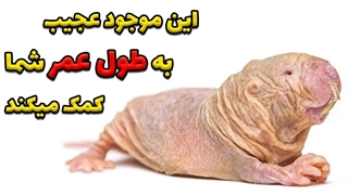 عجیب ترین موجودی که به انسان کمک میکند!!