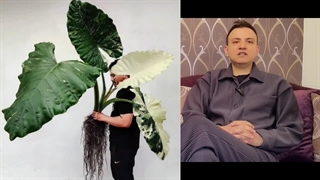 آموزش رشد سریع بابا آدم و پرپشت شدن گیاه بابا آدم