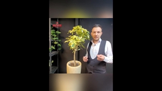 آموزش نگهداری گل شفلرا در منزل با سینا فتاح زاده