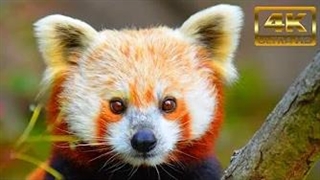 حیوانات جنگل های استوایی