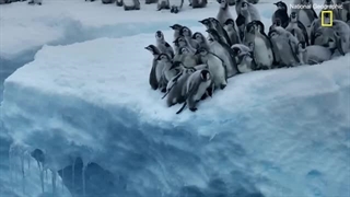 اولین شنای جوجه پنگوئن ها و شیرجه از ارتفاع 15 متری