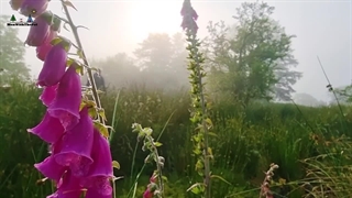 آشپزی در طبیعت | طرز تهیه پاستا پستو + ماهی