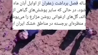 فصل برداشت زعفران