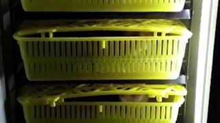 جوجه کشی حرفه ای با دستگاه ۲۱۰ تایی هدایت