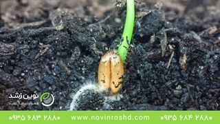 تایم لپس زیبا از رشد بذرها | معرفی و خرید بهترین کود برای گل و گیاهان