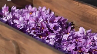 برداشت زعفران از مزرعه