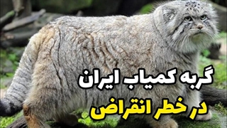 گربه کمیاب ایران در خطر انقراض