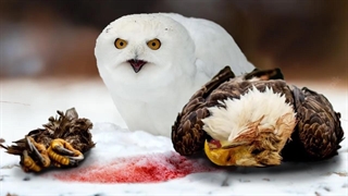 عقاب در مقابل جغد!! پادشاه واقعی آسمان کیست؟