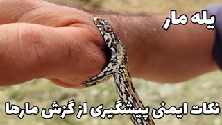 پیشگیری از گزش توسط مارها و توضیح کلی در مورد مارهای ایران (یله مار)