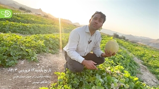 معرفی بذر ملون 2053