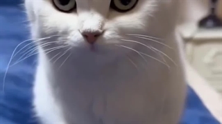 اگه عرضه نداری چرا من رو اوردی