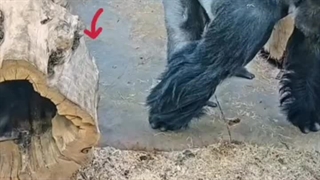 این گوریل کوچولو داره سر به سر پدرش میزاره که صحنه خنده داری رو به وجود آورد یکساعته دارم بهش میخندم