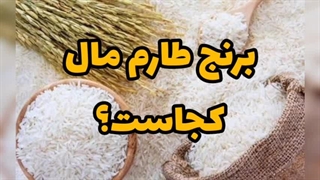برنج طارم اولین بار کجا کشت شد؟ | تاریخچه برنج طارم!!