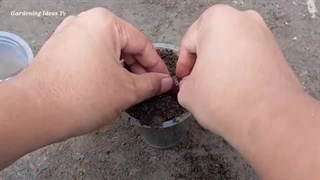 چینی ها چگونه حبه انگور را به درخت انگور تبدیل می کنند؟+(فیلم)