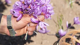 زعفران درجه یک کبیری، ضربان زندگی" برداشت گل زعفران "