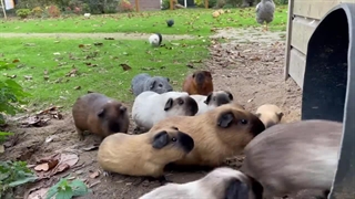 ویدیو بامزه از خوکچه های هندی