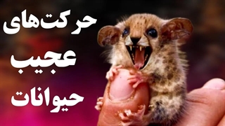 حرکات باحال و دیدنی از حیوانات باهوش!!!!
