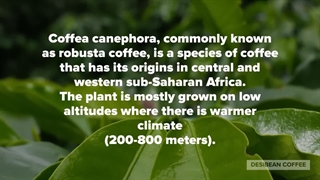 قهوه روبوستا