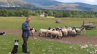 گله داری و پرورش گوسفند در اسکاتلند
