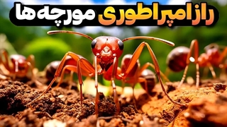 بزرگترین تمدن جهان چگونه به وجود آمد‎: شما تو سیاره مورچه ها زندگی میکنید